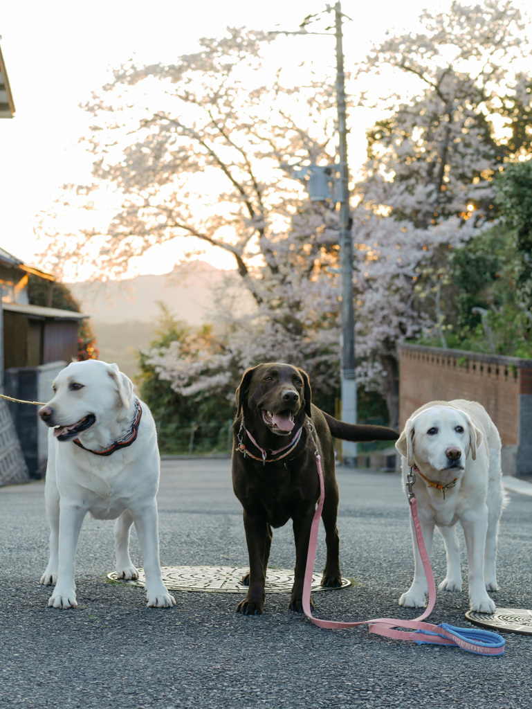 夕陽と桜とお友達と…