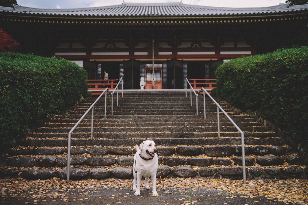 紅葉を見に来た…