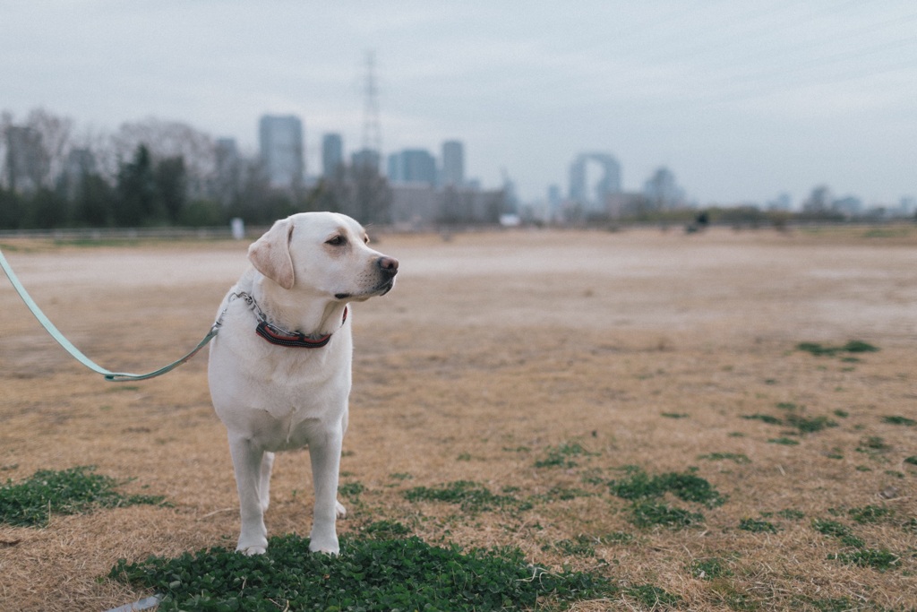キタのビルディング…