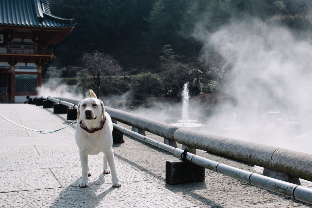 勝尾寺へ散歩に…