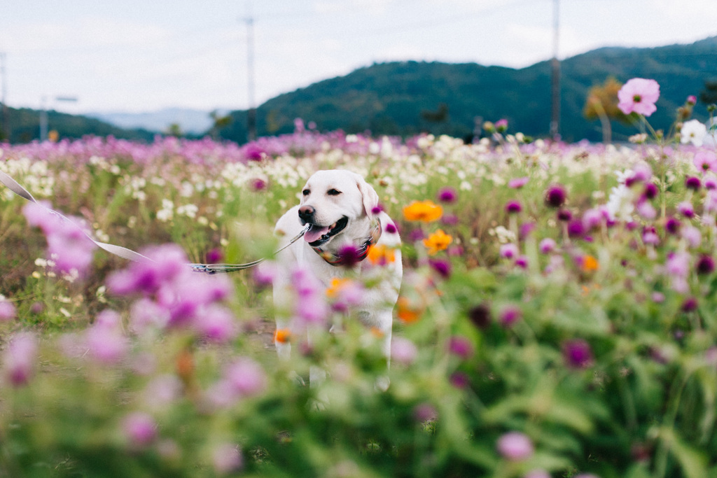 秋桜と犬…