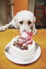 待ちに待ったクリスマスケーキ！！