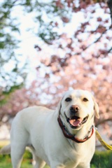 八重桜と犬その2…