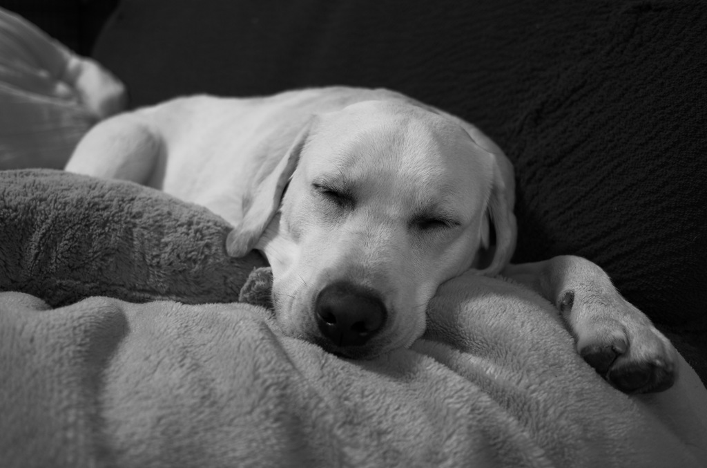 寒い日は眠たい…