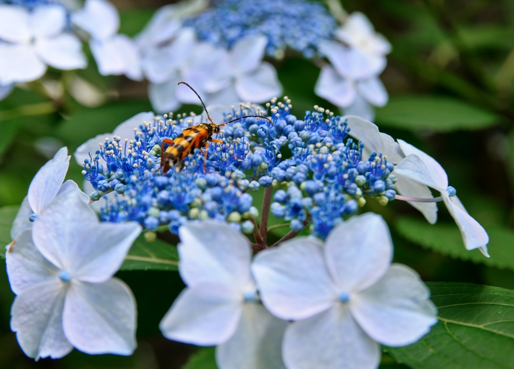 虫と紫陽花