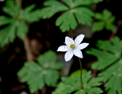 一輪の花