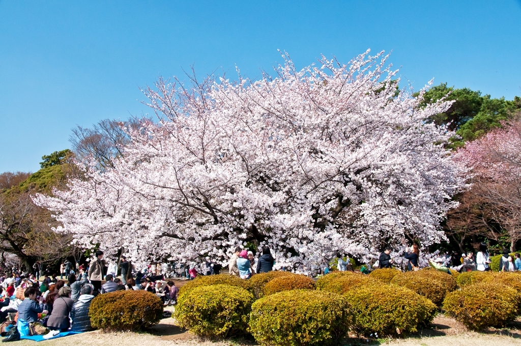 日本の春
