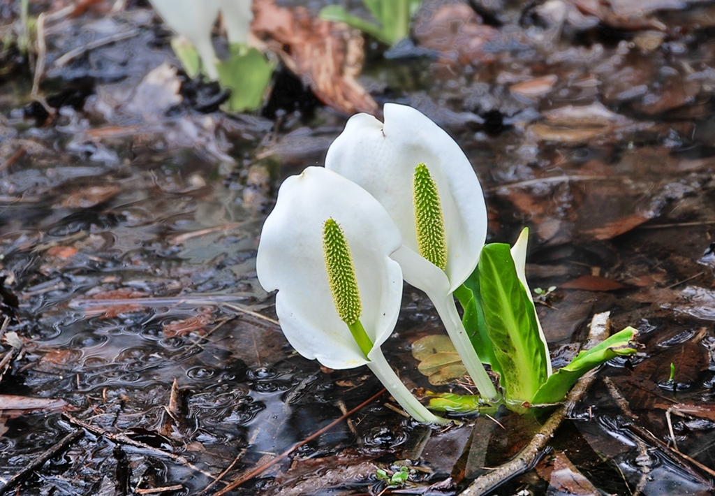 控え目の水芭蕉