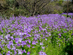 諸葛菜の小路