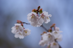 野草園で花散歩‐オオミネザクラ
