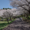 烏帽子山千本桜-1