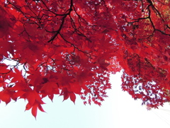 紅く紅くもっと紅く