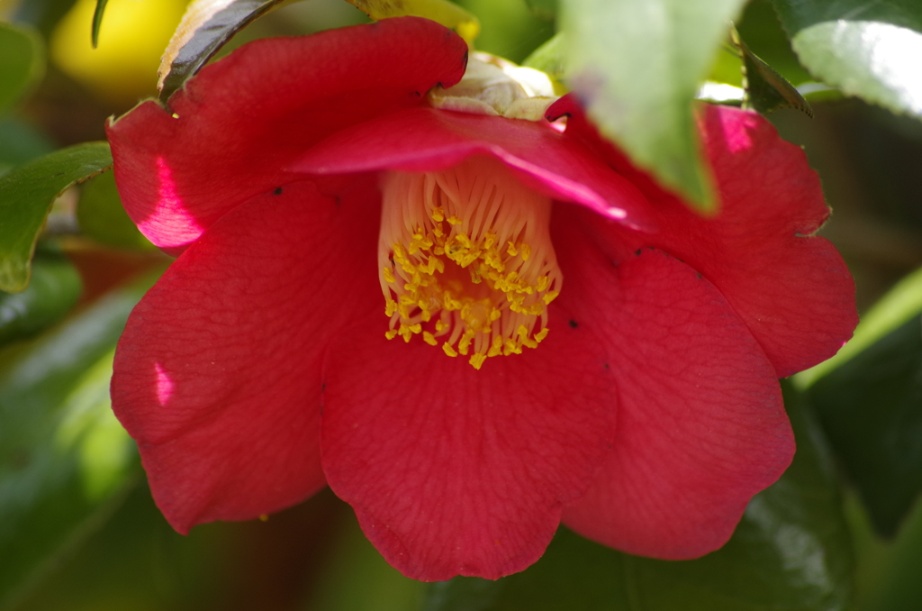 花散歩‐椿