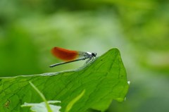 野草園のトンボ-2