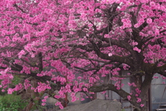 春を待ちわびて‐庭いっぱいの菊桃
