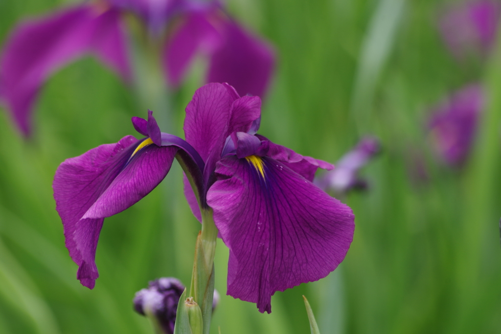 花菖蒲‐出羽の水無月