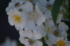 花散歩‐バラ尽くし4