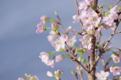 2019年の今頃-啓翁桜満開2