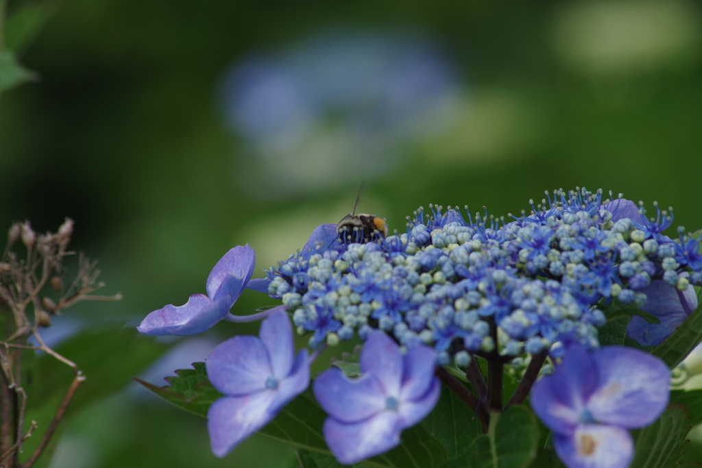 弥彦山の紫陽花6