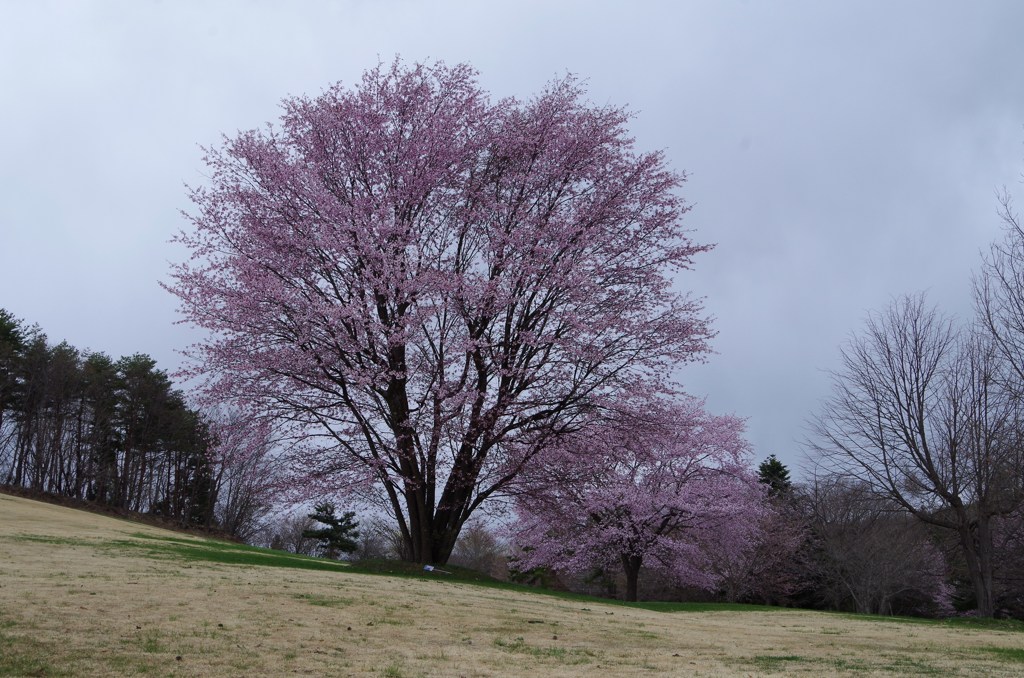 大山桜・堂々