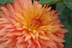 秋田のダリア-16