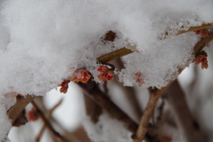 マンサクの花と雪