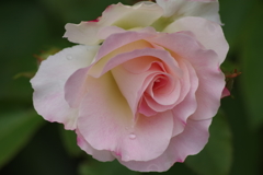 花散歩-ピンクの薔薇