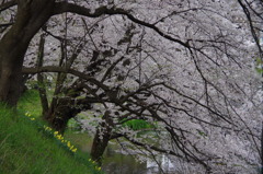 お堀の桜-15