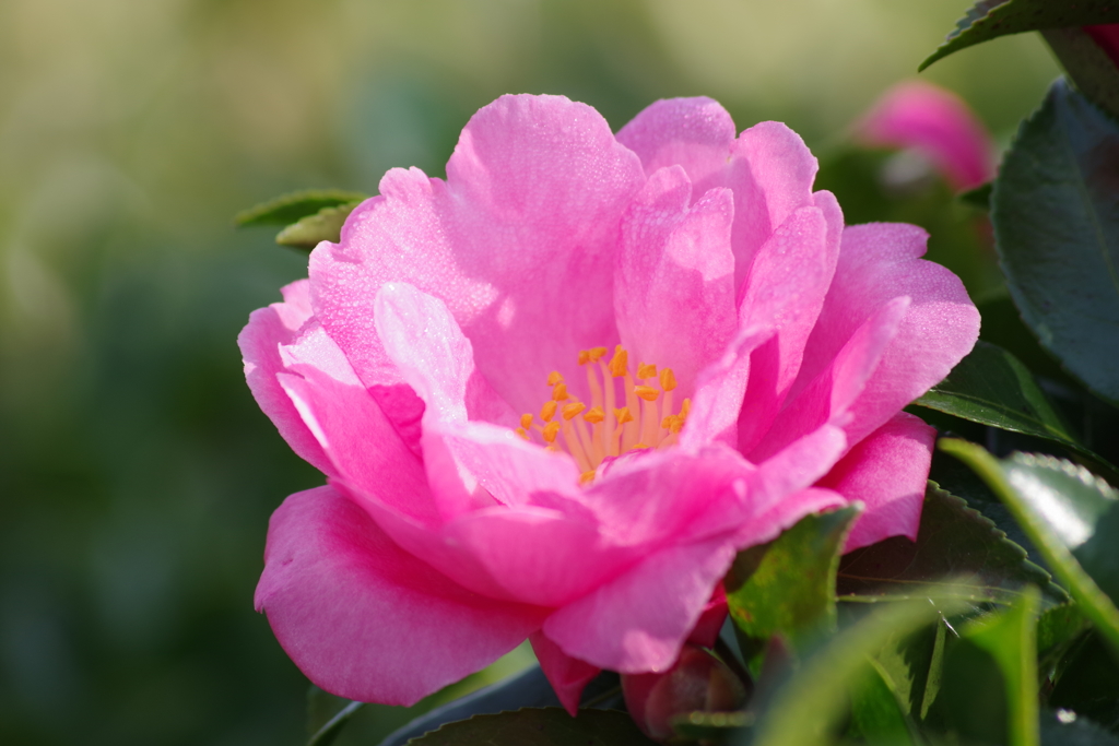 冬の華やぎ-山茶花咲く4