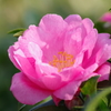 冬の華やぎ-山茶花咲く4