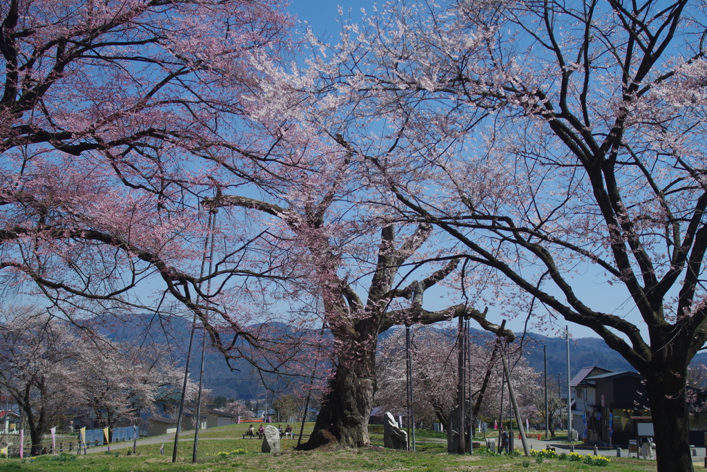 跡継ぎの桜と釜ノ越桜-1