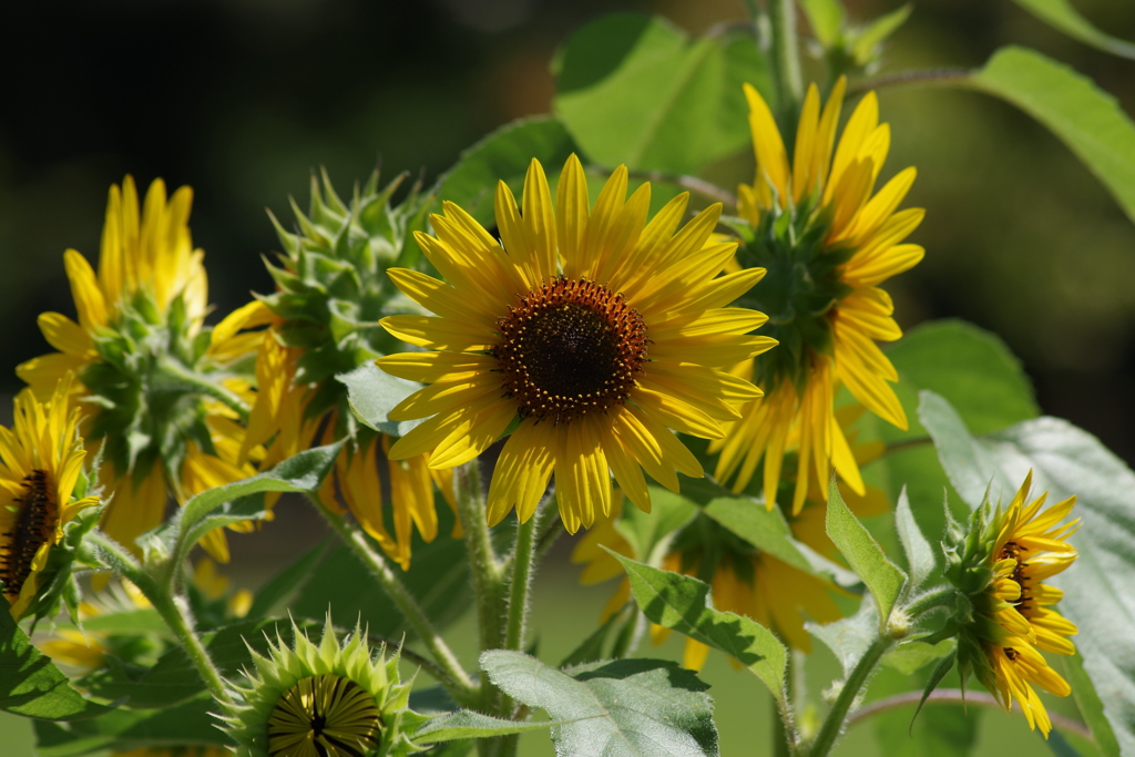 ダリヤ園の花たち‐ヒマワリ