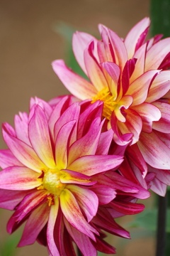 秋田のダリア-2017新作26