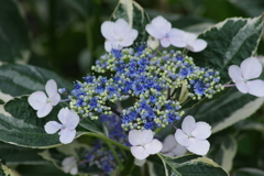 梅雨空に似合う花-紫陽花11