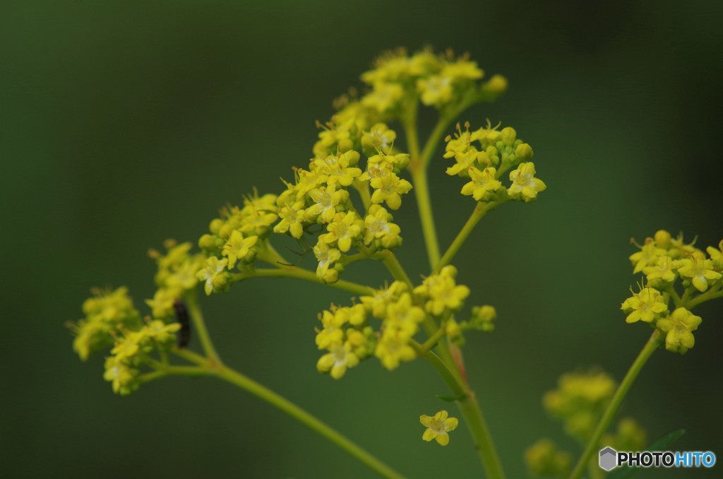 夏の忘れ物‐女郎花