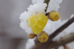 雪の降る大晦日、蝋梅が一輪咲き出した