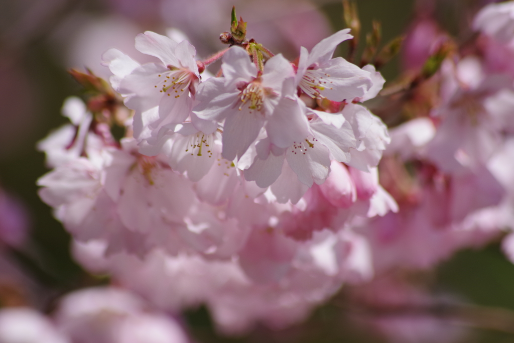 霞城の桜‐高遠小彼岸桜