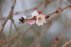 雪中十月桜-3