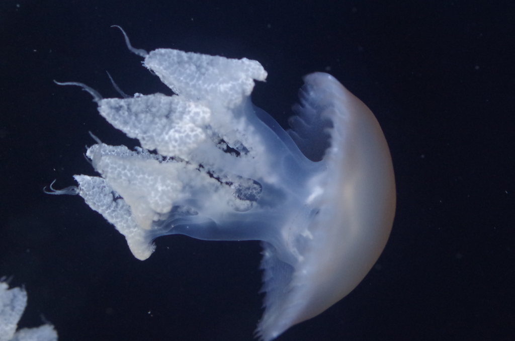 クラゲ水族館のルサーナジェリー