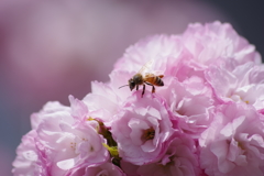 花散歩-手毬桜とミツバチ