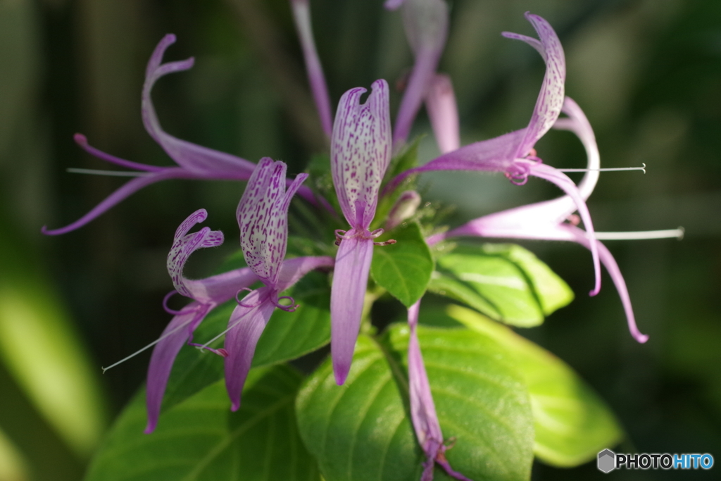 Hypoestes aristate