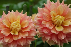 秋田のダリア‐笑福