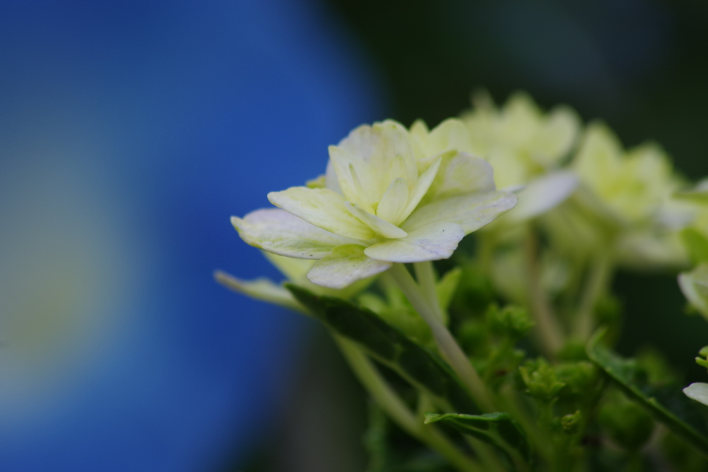 花散歩-紫陽花