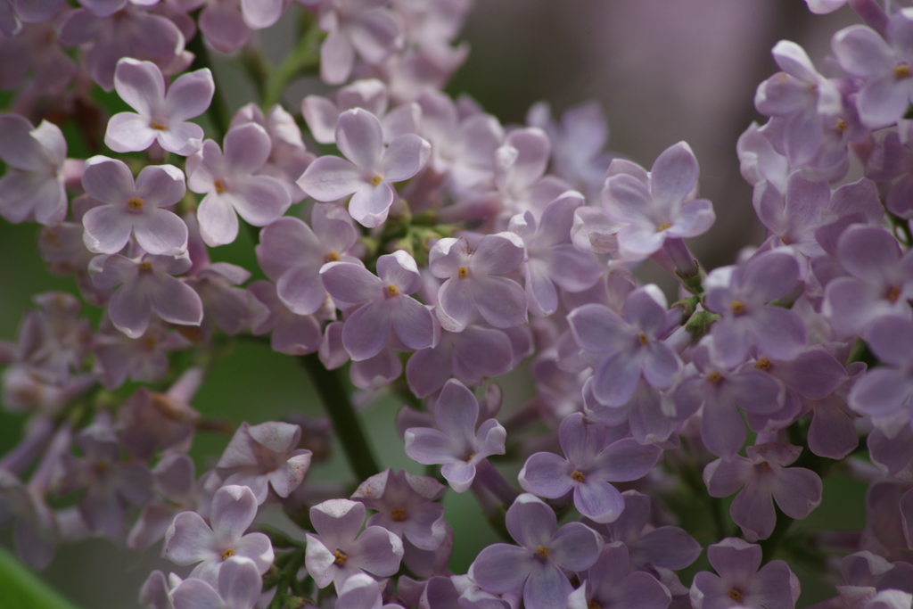 花散歩‐ライラック・ピンク