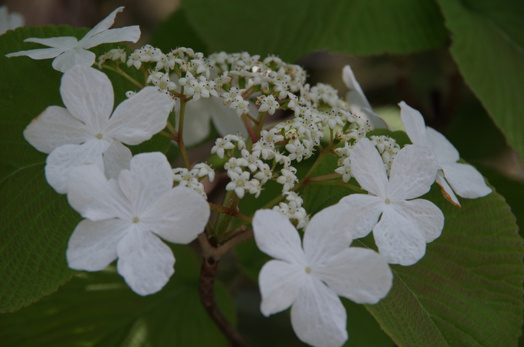 月山の白い花