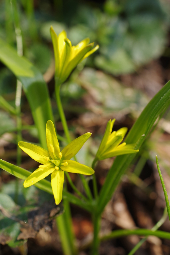 幸せ色の黄花甘菜3