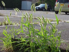 駐車場で茂る