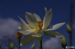 蓮華-1／白蓮-1