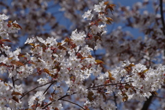 皐月の風₋山桜