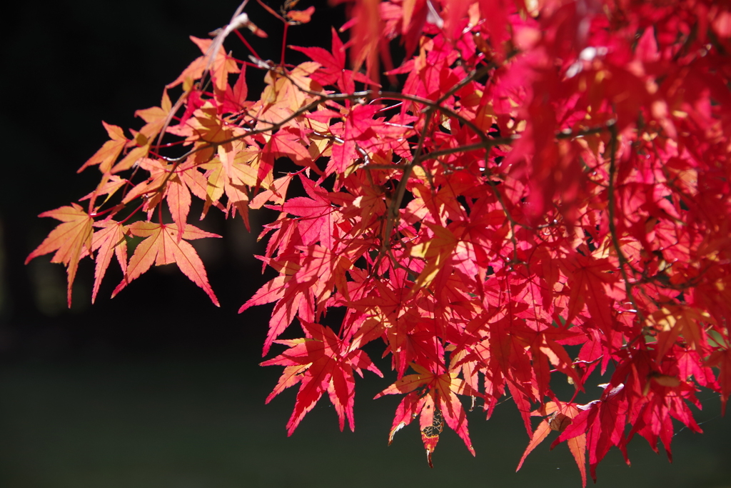 もみじ赤く紅く